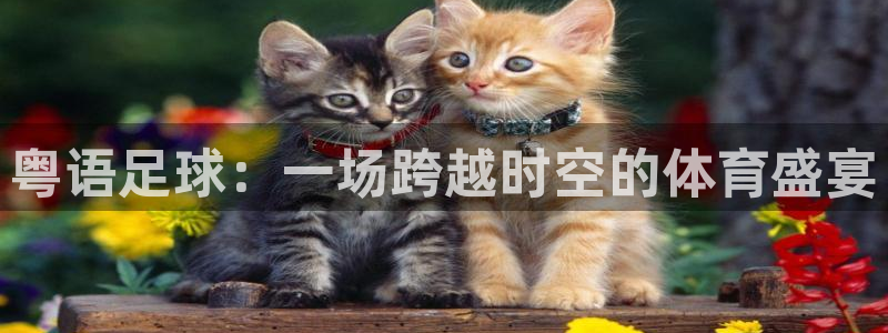 蓝鲸鱼直播app：粤语足球：一场跨越时空的体育盛宴